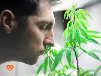 Детоксикация от марихуаны в Рощинском